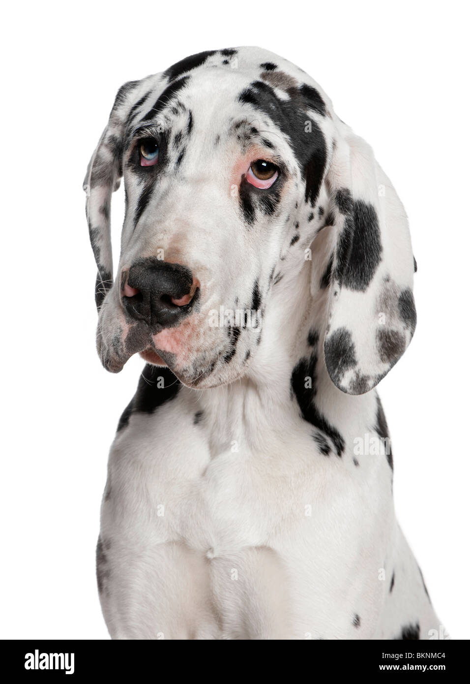 Deutsche Dogge Welpen, 6 Monate alt, vor weißem Hintergrund Stockfoto