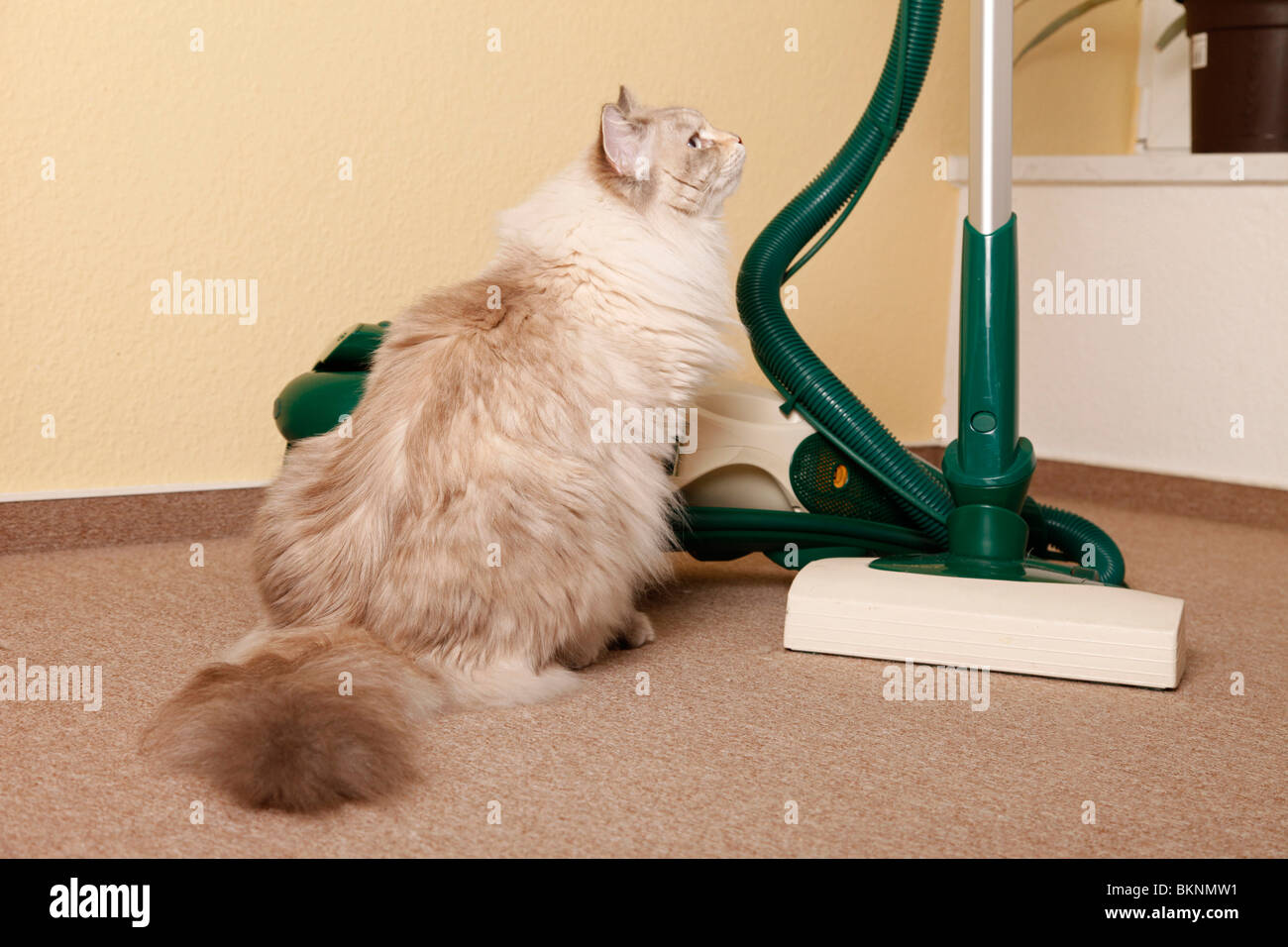 Katze Mit Staubsauger / cat mit Staubsauger Stockfotografie - Alamy