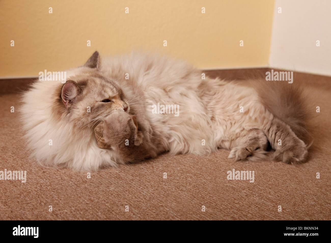 Spielende Katze / Katze spielen Stockfoto