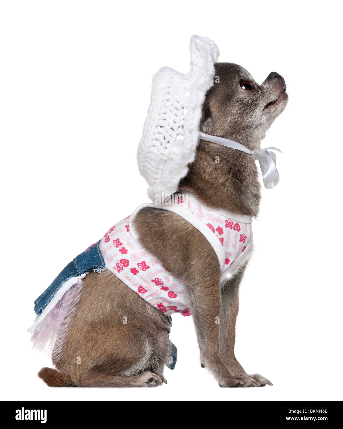 Gekleidet Chihuahua einen Hut nachschlagen, 7 Jahre alt, vor weißem Hintergrund Stockfoto