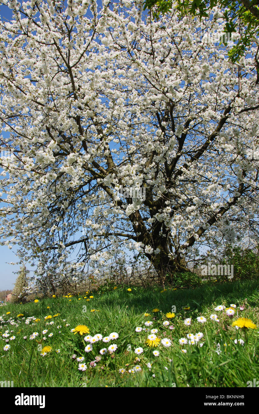 blühende Obstbäume im Bereich der Löwenzahn in der Nähe von Bilzen, Belgien Haspengouw Stockfoto