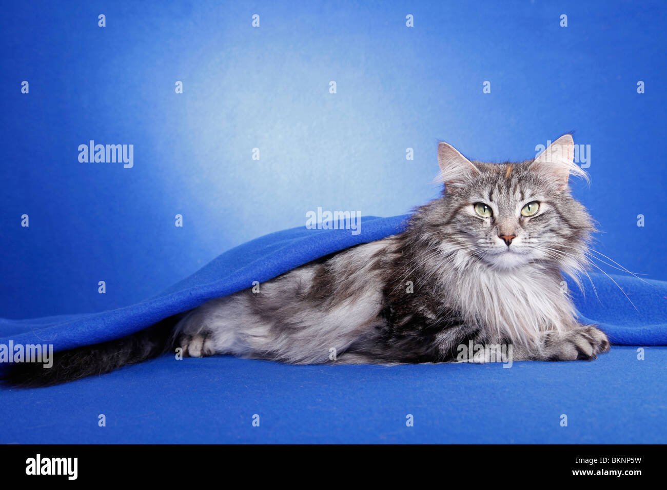 Klassische Graue Getigerte Katze Fotos Und Bildmaterial In Hoher klassische-graue-getigerte-katze-fotos-und-bildmaterial-in-hoher