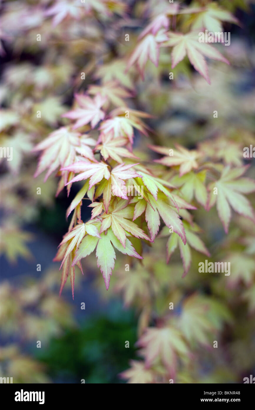 Japanische Acer Blätter Stockfoto
