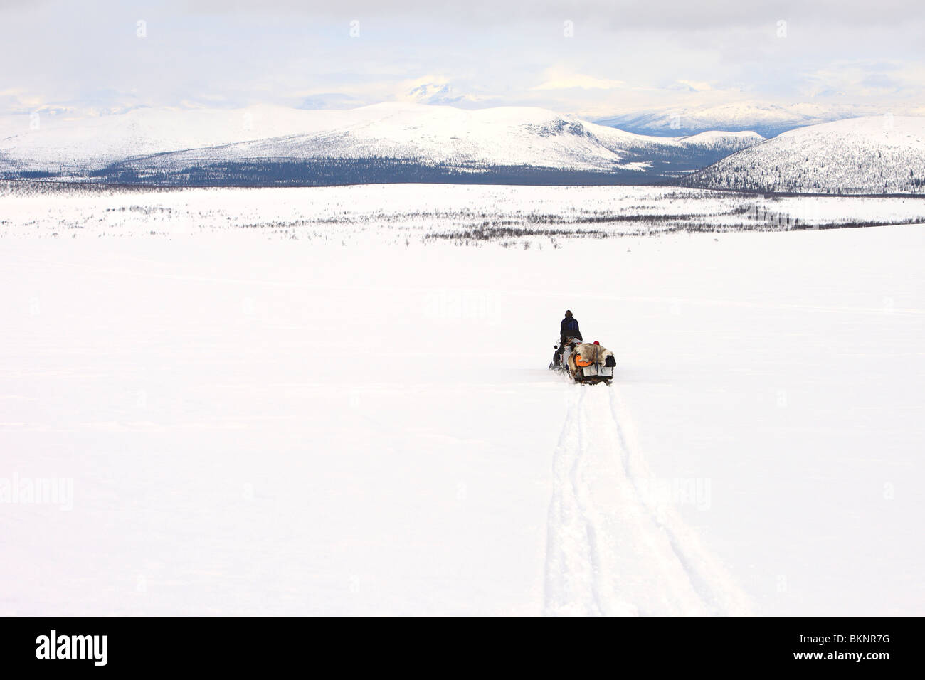 Die jährliche Sami Frühling Rentier Migration von Stubba nr Gällivare in Schweden durch ihrem angestammten Land in Lappland Stockfoto