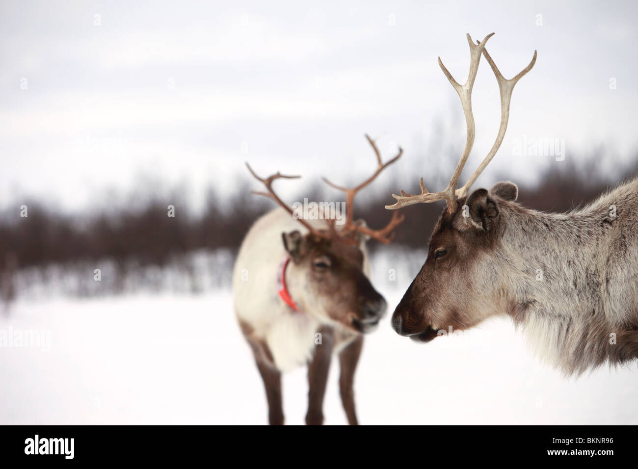Die jährliche Sami Frühling Rentier Migration von Stubba nr Gällivare in Schweden durch ihrem angestammten Land in Lappland Stockfoto
