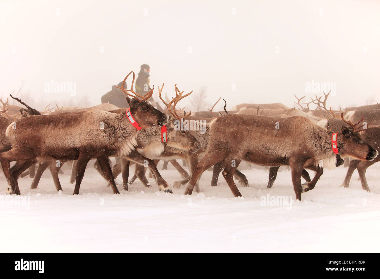 Die jährliche Sami Frühling Rentier Migration von Stubba nr Gällivare in Schweden durch ihrem angestammten Land in Lappland Stockfoto