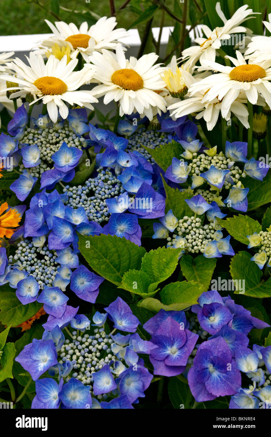 Bunte Hortensie und Leucanthemum hautnah in einer Blume-Grenze Stockfoto