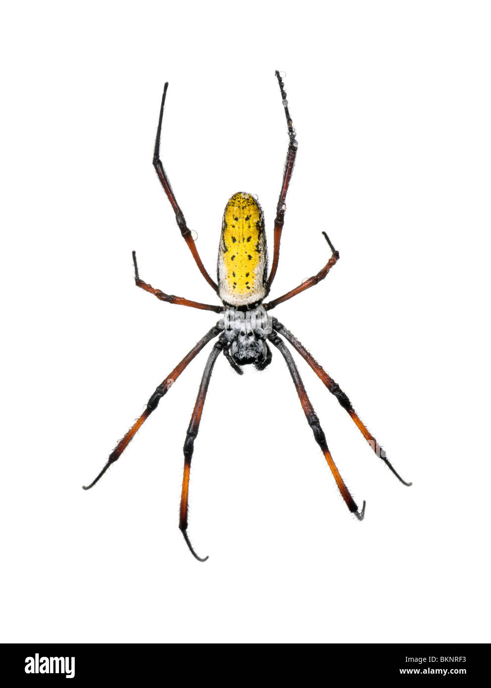 Goldene Radnetz Spinne Nephila Inaurata Madagascariensis, vor weißem Hintergrund Stockfoto
