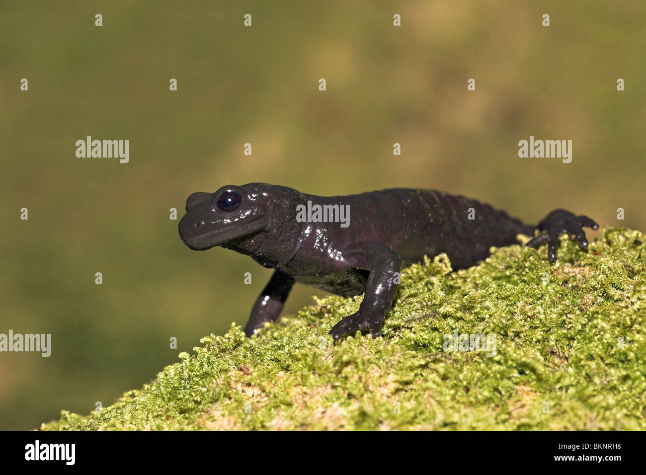 Foto von einer schwarzen Alpensalamander auf grünem Moos Stockfoto