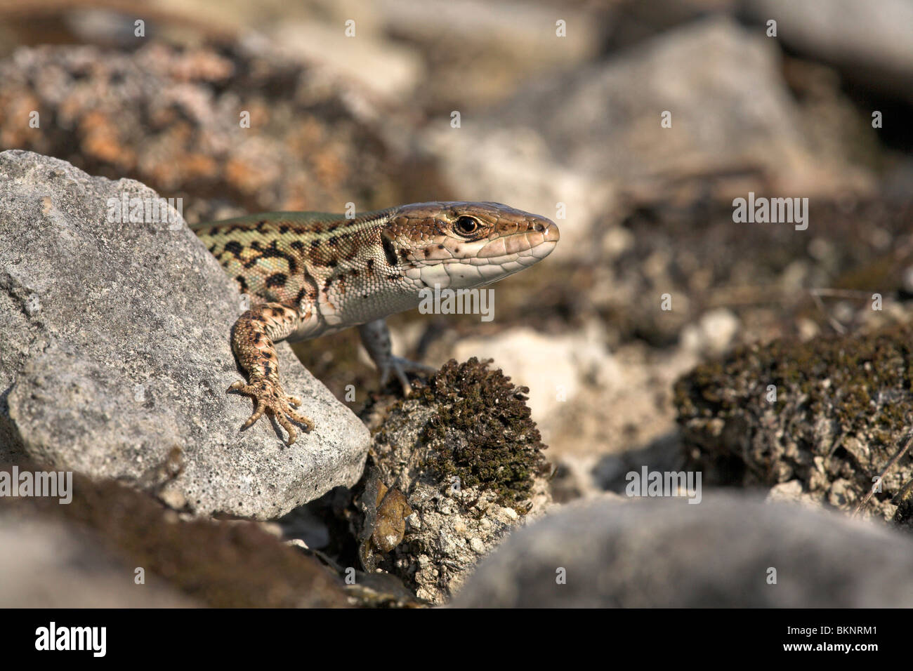 Porträt von eine italienische Mauereidechse hinter einem Felsen suchen Stockfoto