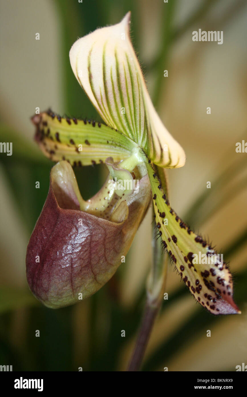 Frauenschuh Orchidee Paphiopedilum Arten Stockfoto