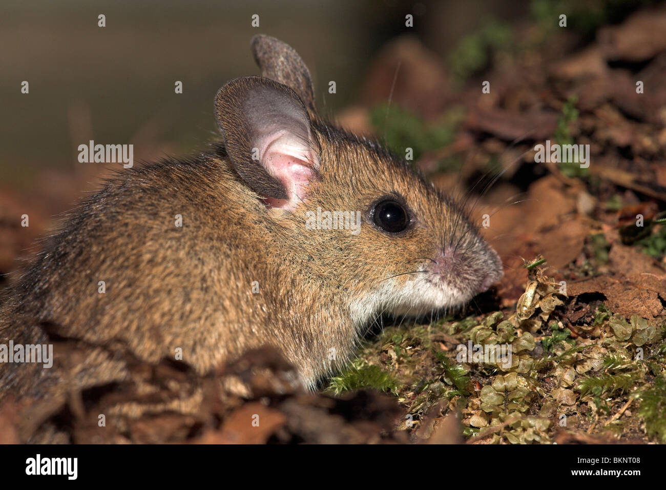 Foto von einem gelb-necked Maus aus ihrem Loch in den Boden Stockfoto