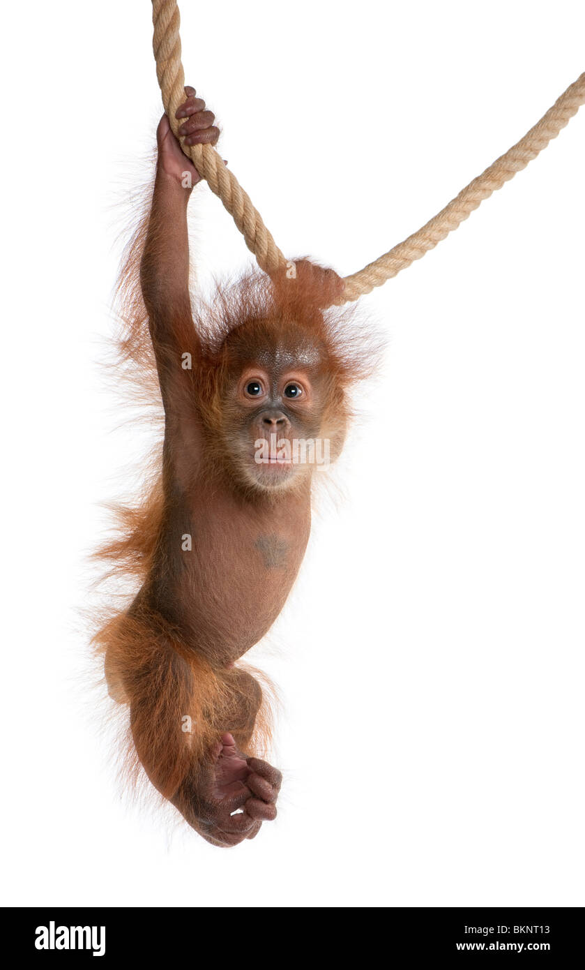 Baby Sumatra Orang-Utan, 4 Monate alt, hängen an Seil vor der weißen Hintergrund Stockfoto