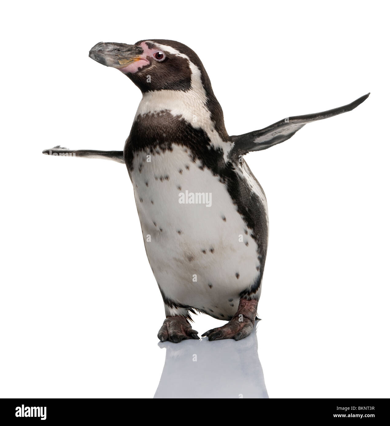 Humboldt-Pinguin, Spheniscus Humboldti vor weißem Hintergrund Stockfoto