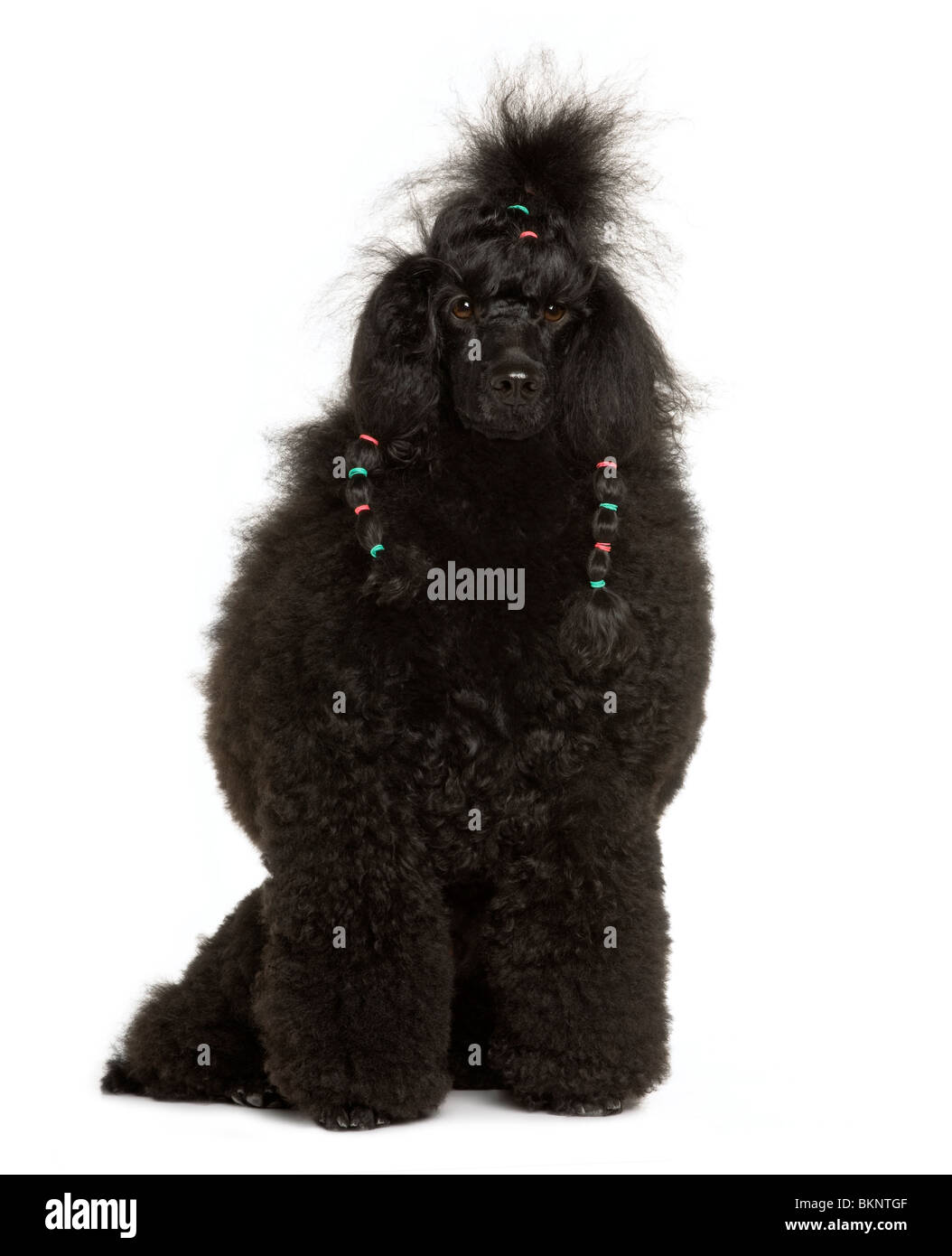 Königlichen Pudel, 11 Monate alt, sitzt vor weißer Hintergrund Stockfoto