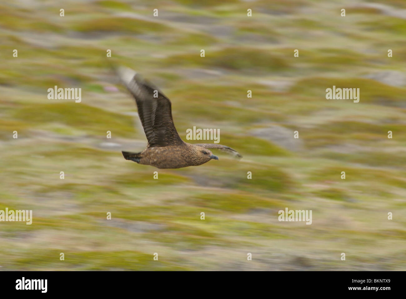 Meegetrokken Foto erfüllt Lage Sluitertijd van Een Fahrerlebnisses Grote Jager Boven Veld traf Rendiermos in Het Broedgebied in IJsland; Verrissen Schuss von einem fliegenden Great Skua über die Brutstätten Stockfoto