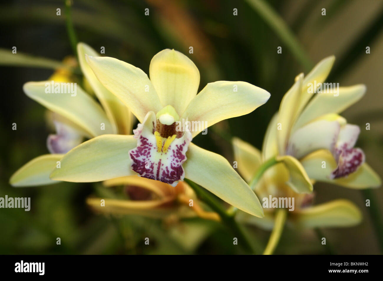 Gelbe Cymbidium Orchidee Stockfoto