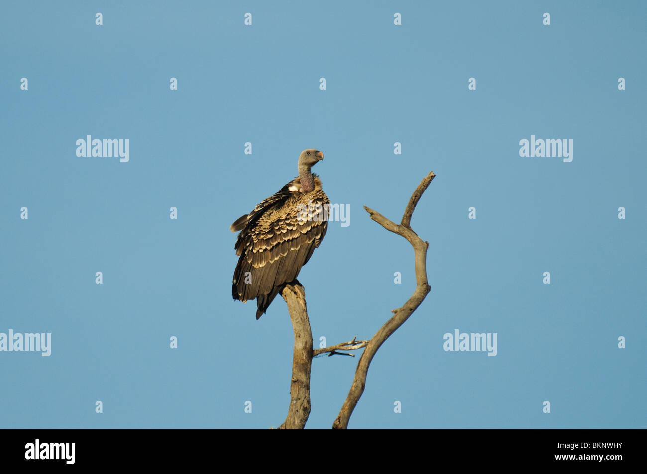 Rüppell Griffon Vulture abgeschottet Rueppellii sitzt auf einem trockenen Baum Stockfoto