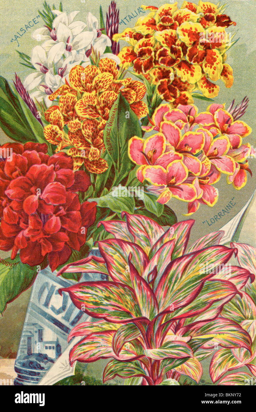 CANNA Blüten - "Alsace", "Italia", "Lorraine" Stockfoto
