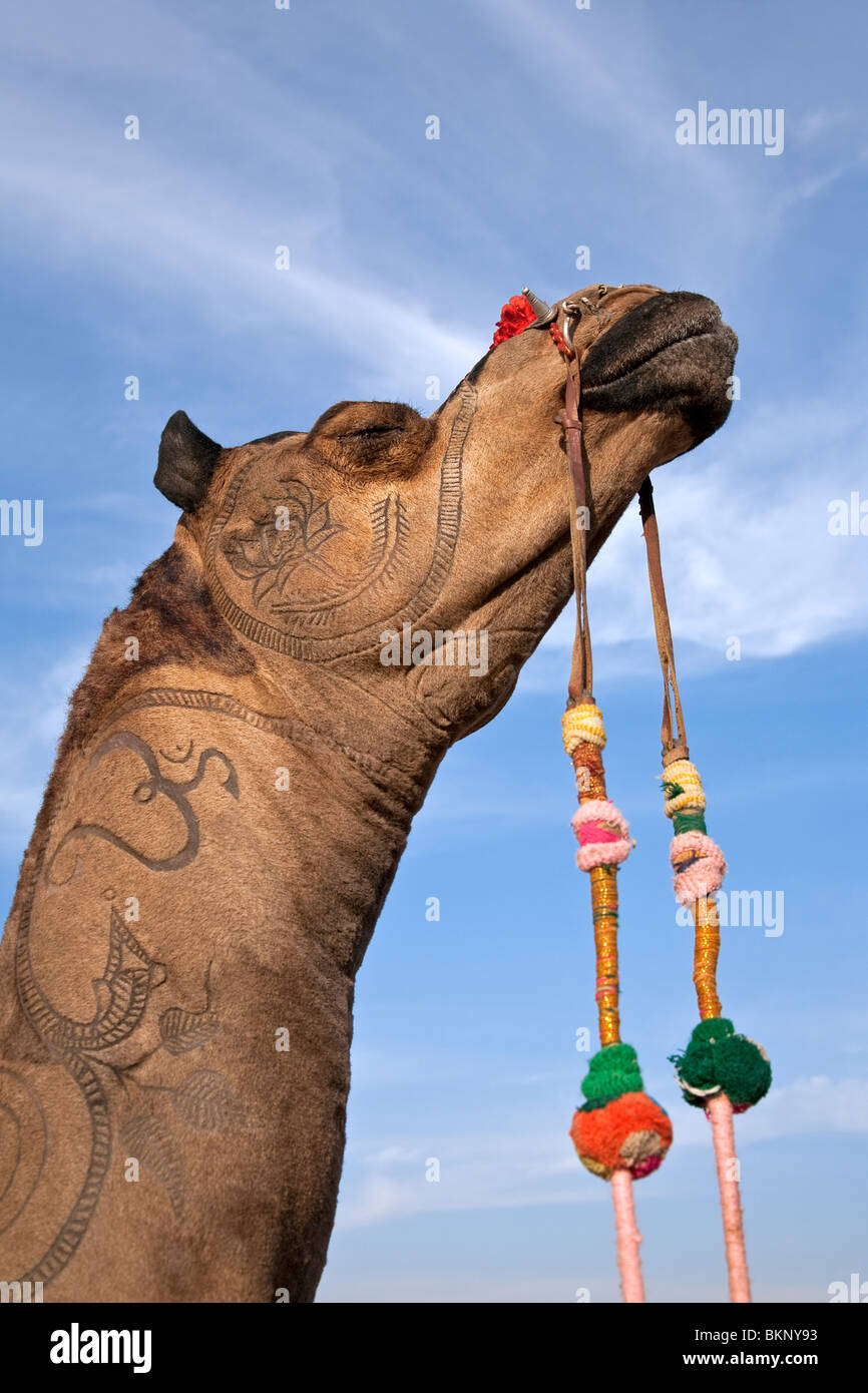 Kamelhaut Dekoration. Jaisalmer. Rajasthan. Indien Stockfoto