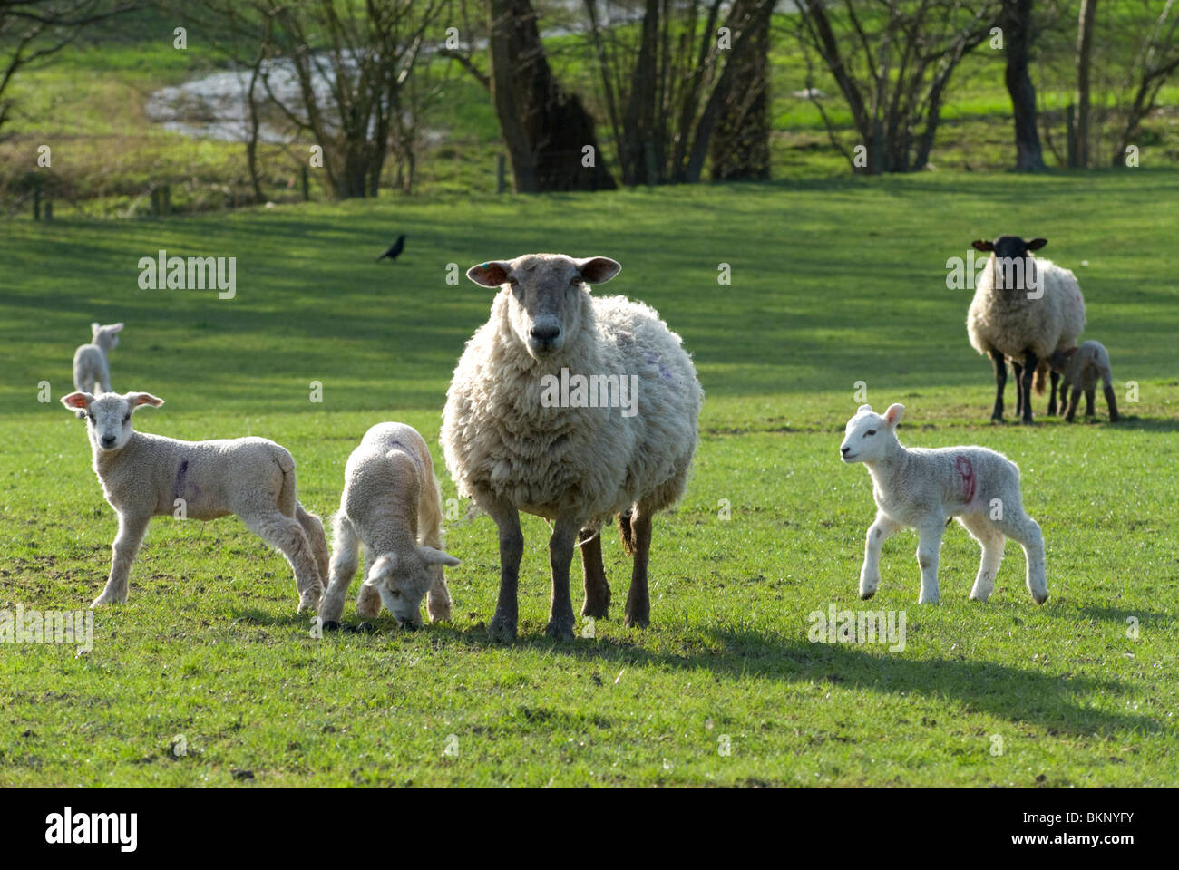 Schafe in den walisischen Marken Stockfoto