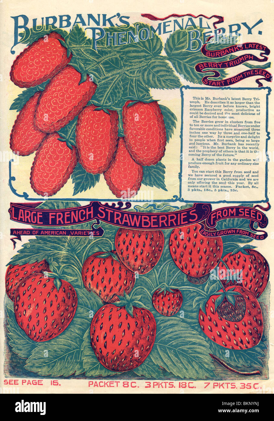 Große französische Erdbeeren und Himbeeren Stockfoto