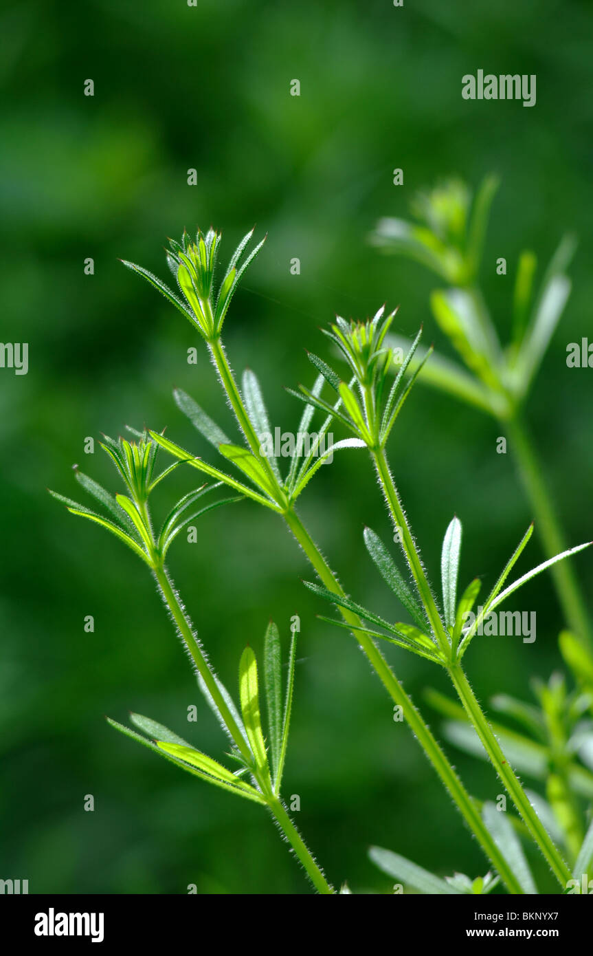 Gemeinsamen Cleavers, Galium aparine Stockfoto