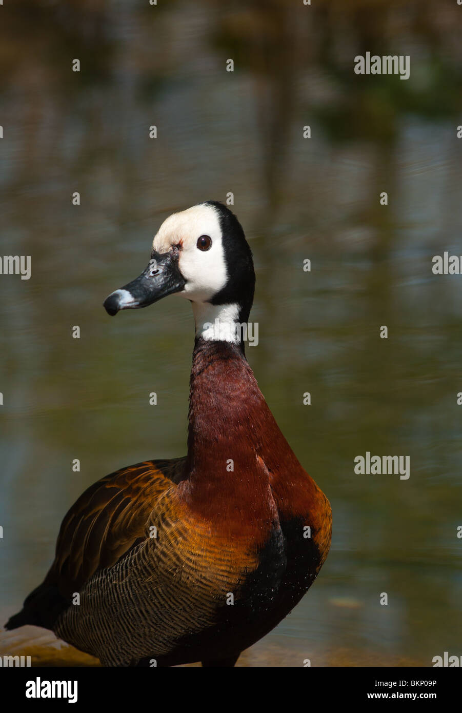 White-faced pfeifende Ente Stockfoto