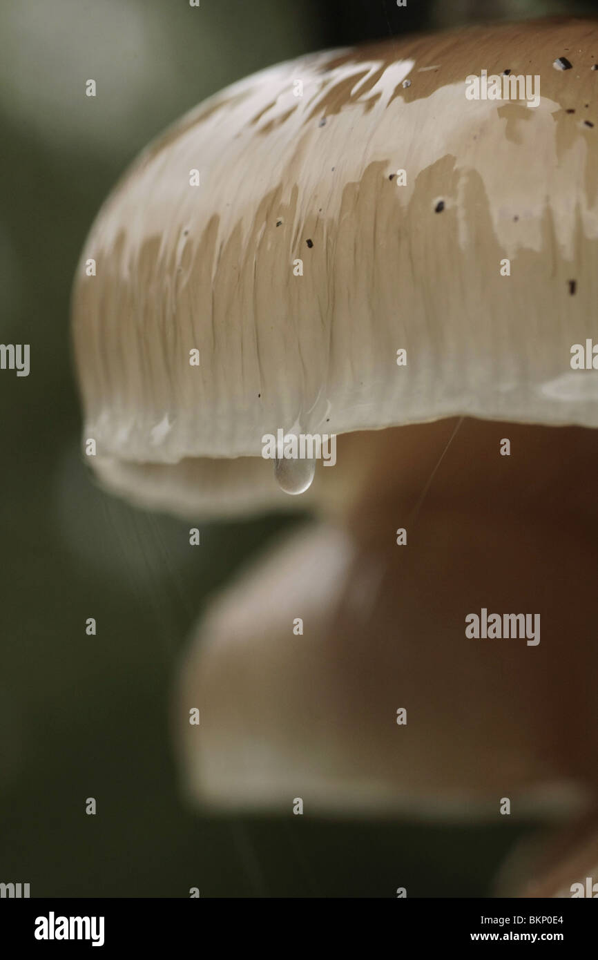 Kappe des Porzellan-Pilz (Oudemansiella Mucida) mit einem Tropfen Schleim Stockfoto