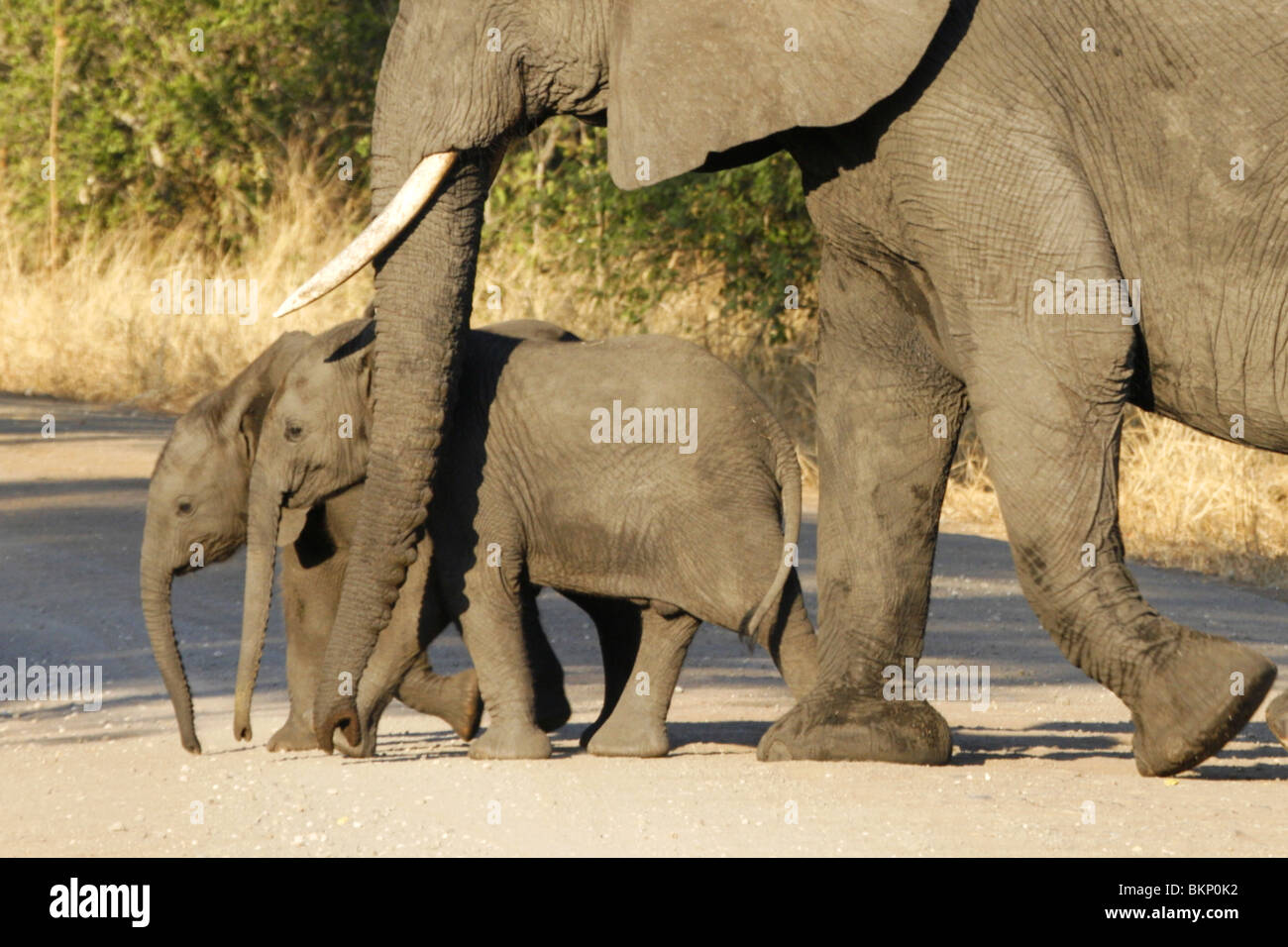 Afrikanische Elefanten mit Baby, Kreuzung Straße im Krüger-Nationalpark, Südafrika Stockfoto