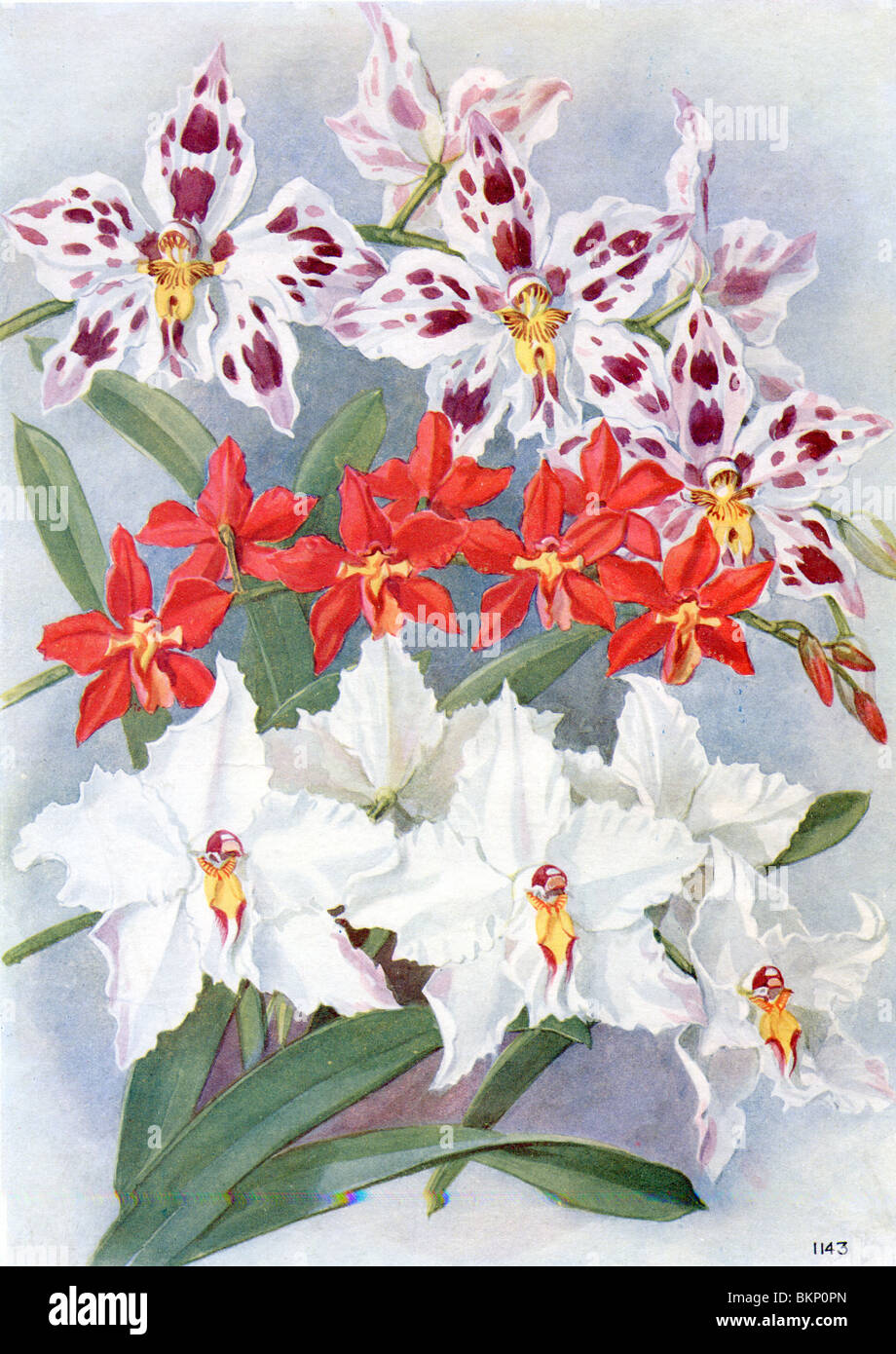 Drei Orchideen Stockfoto