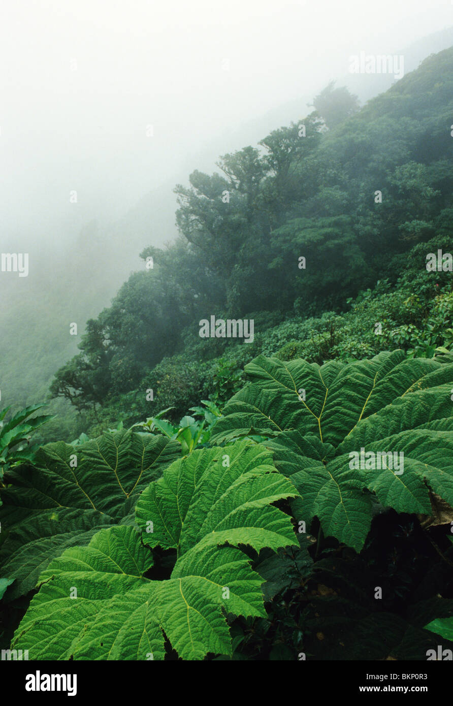 Monteverde Nebelwald, Costa Rica. Blätter der "Arme-Leute Schirm" Stockfoto