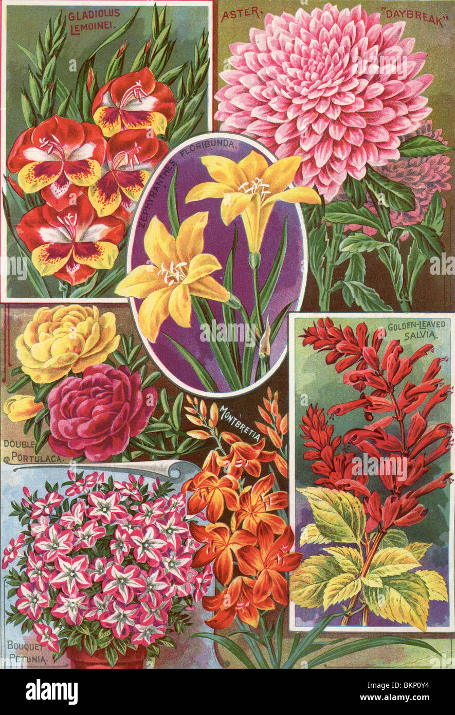 Gladiolis, Aster, Montbrettia, Portulaga, Petunia und Golden-Leaved Salvia Stockfoto