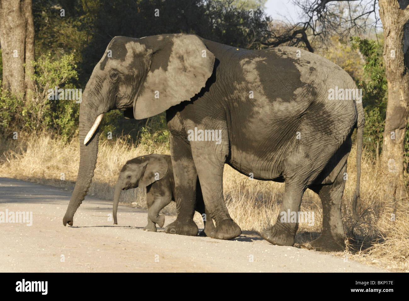 Afrikanische Elefanten mit Baby, Kreuzung Straße im Krüger-Nationalpark, Südafrika Stockfoto