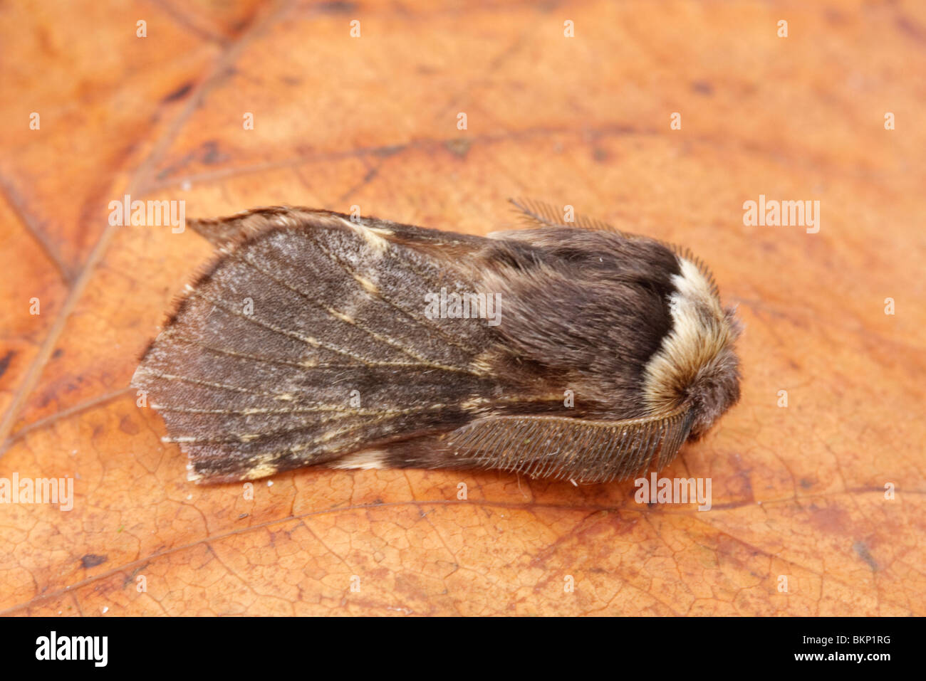 Mannetje Zwarte Herfstspinner Rustend Op Een Herfstblad. Männliche Dezember Moth (Poecilocampa Populi) ruht. Stockfoto