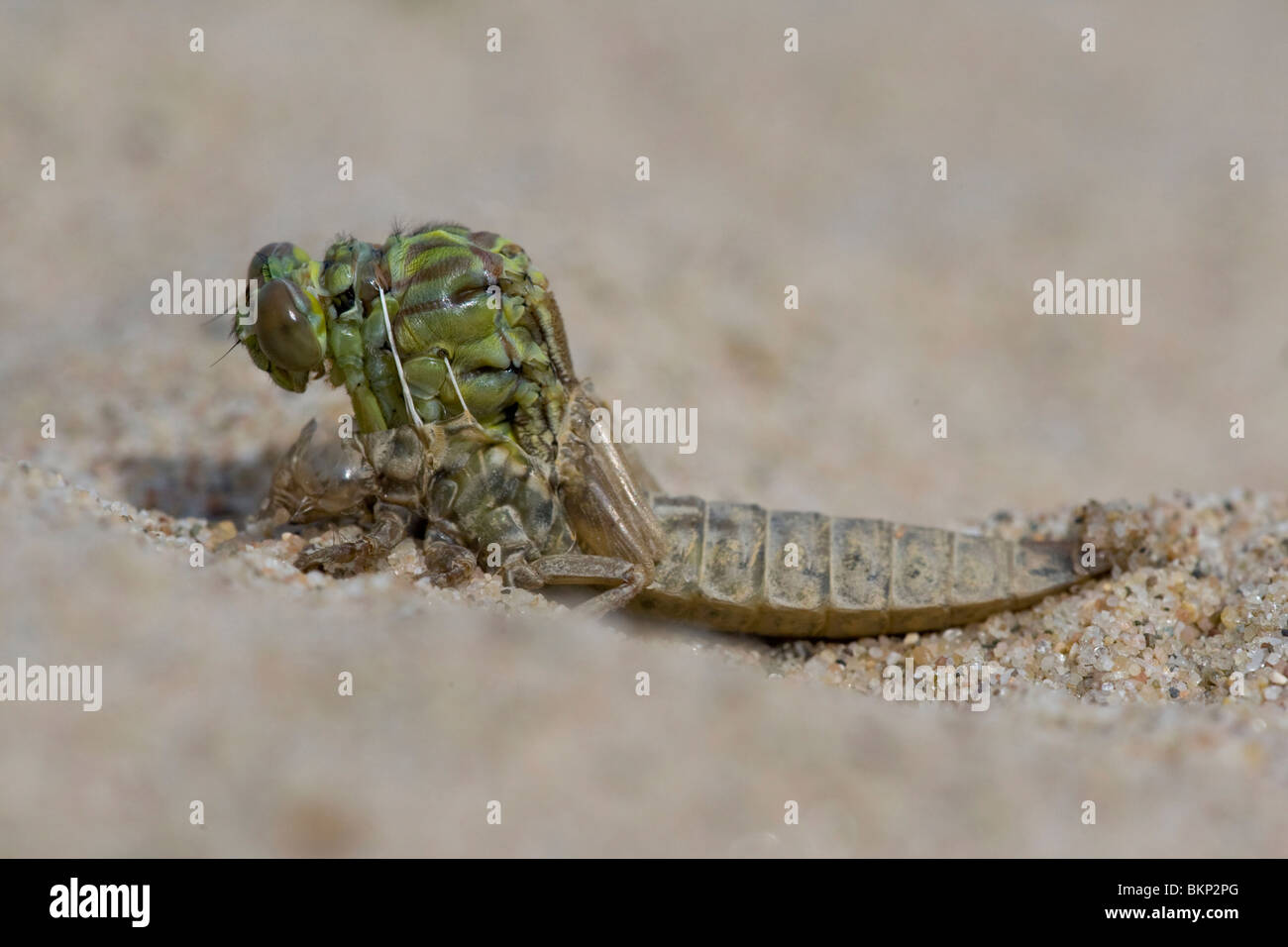 Aufstrebenden Fluss Clubtail (5/12); Schwellenländer, nach 3 Minuten; UItsluipende Rivierrombout (5/12); Uitsluipend; Na 3 minuten Stockfoto