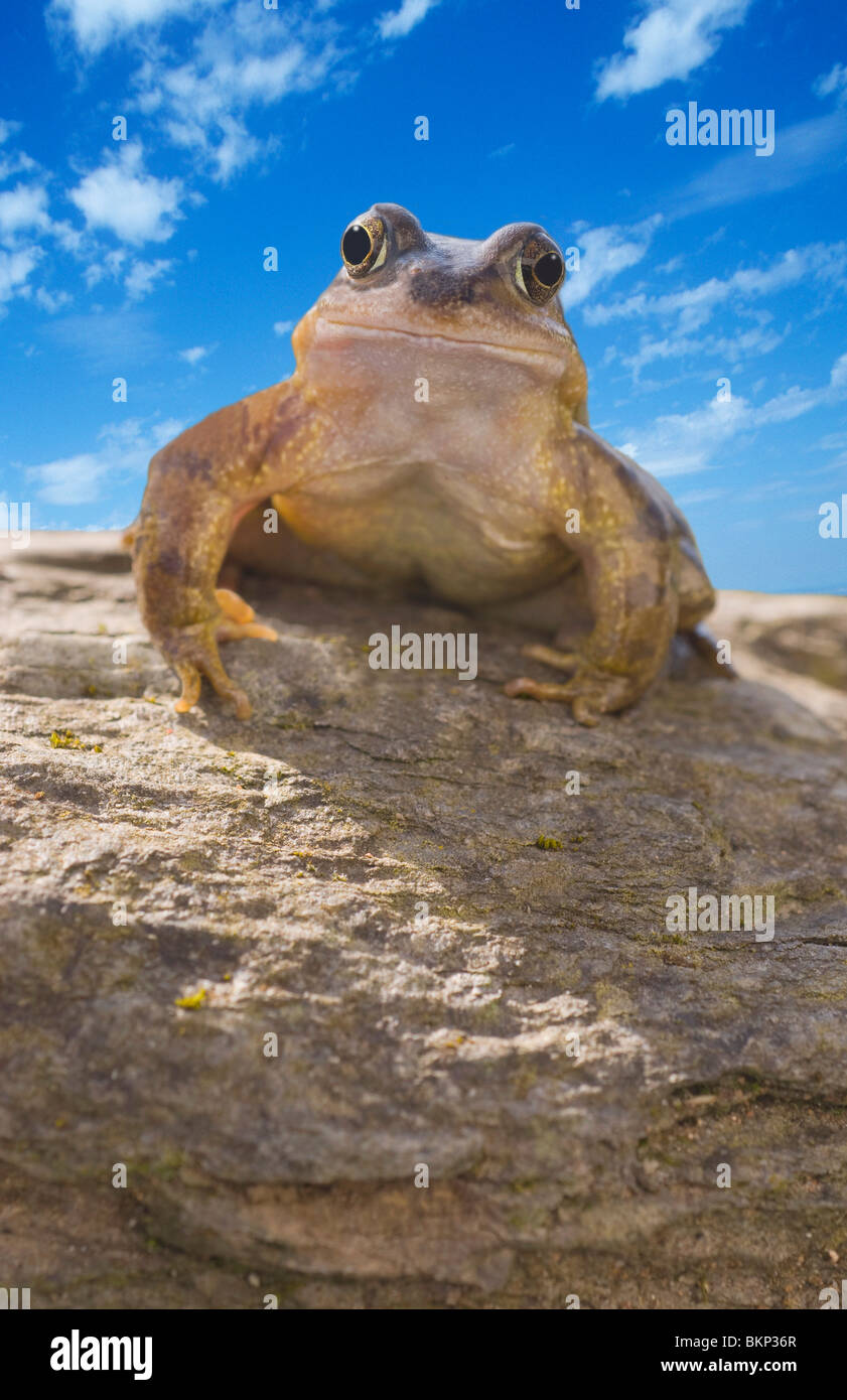 Grasfrosch auf Stein Stockfoto