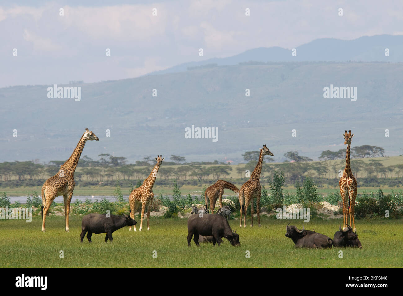 Tierische Vielfalt in Grünland Savanne Stockfoto