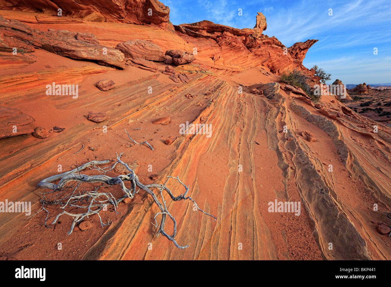 Toten Wacholder kontrastiert eine Sandsteinmauer im Vermilion Cliffs National Monument, Arizona Stockfoto