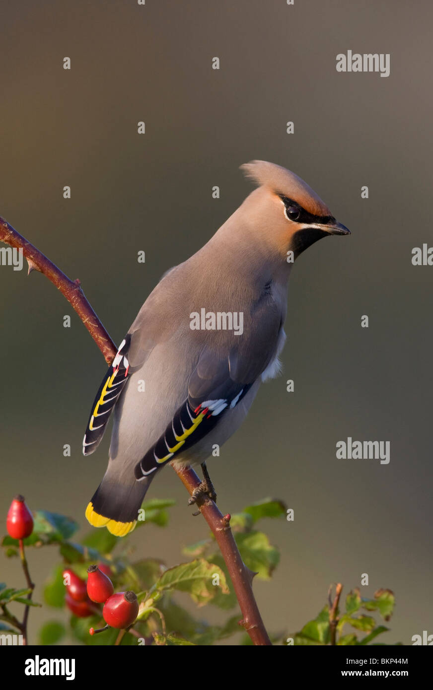 Erwachsene Vrouwtje; erwachsenes Weibchen Stockfoto