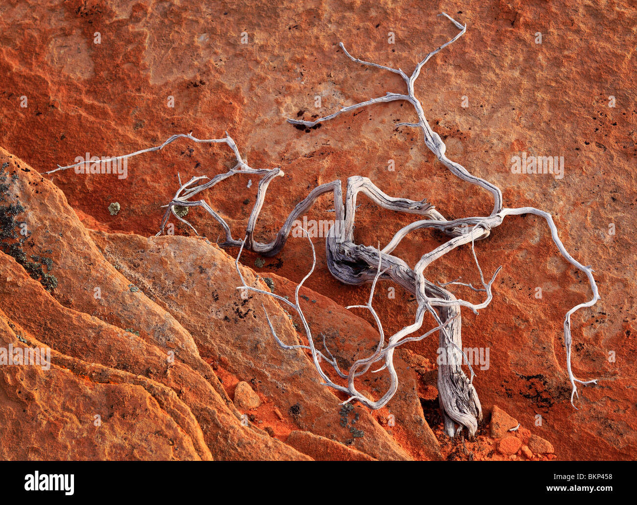 Toten Wacholder kontrastiert eine Sandsteinmauer im Vermilion Cliffs National Monument, Arizona Stockfoto