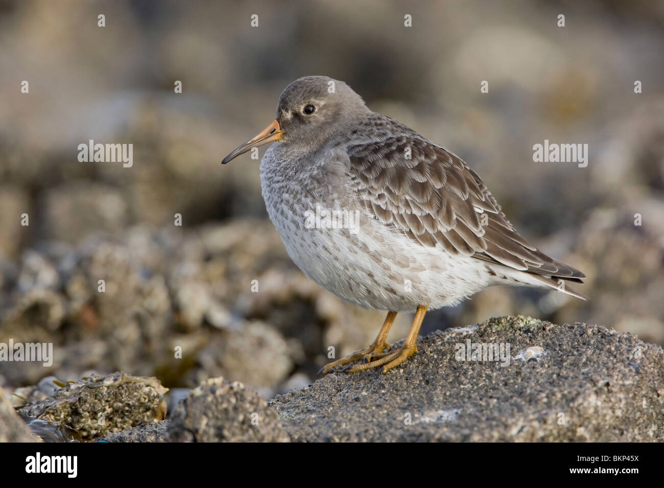 Erwachsenen Meerstrandläufer im Winter auf Stein Stockfoto