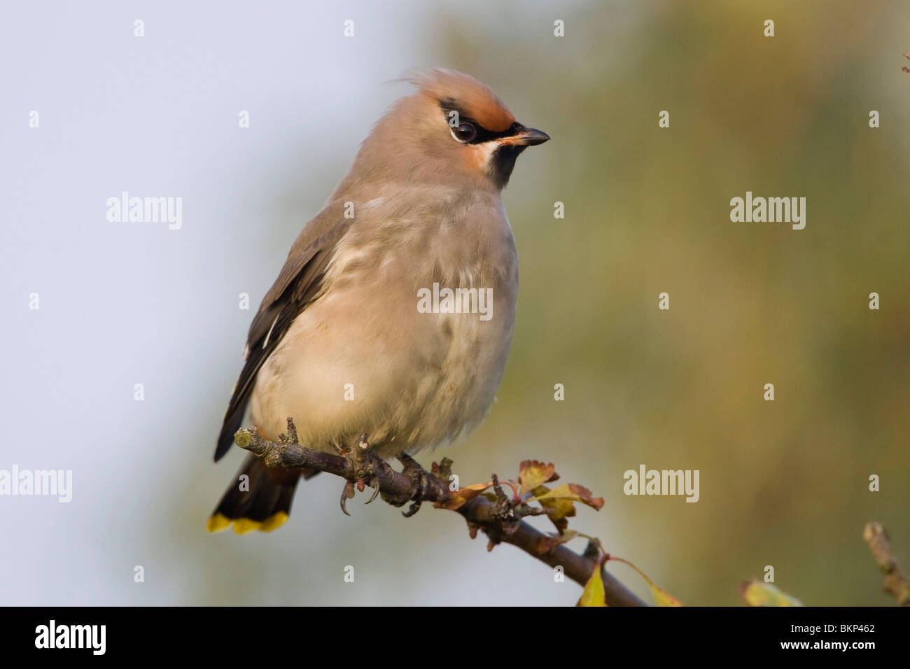 Ersten Winter mit juveniler Federn; Eerste Winter traf Juveniele veren Stockfoto