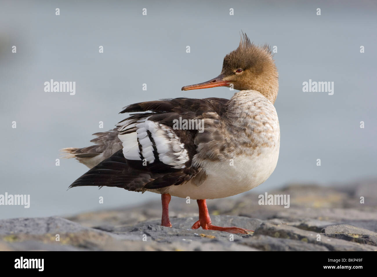 Poetsend Vrouwtje; Gefiederpflege weiblich Stockfoto