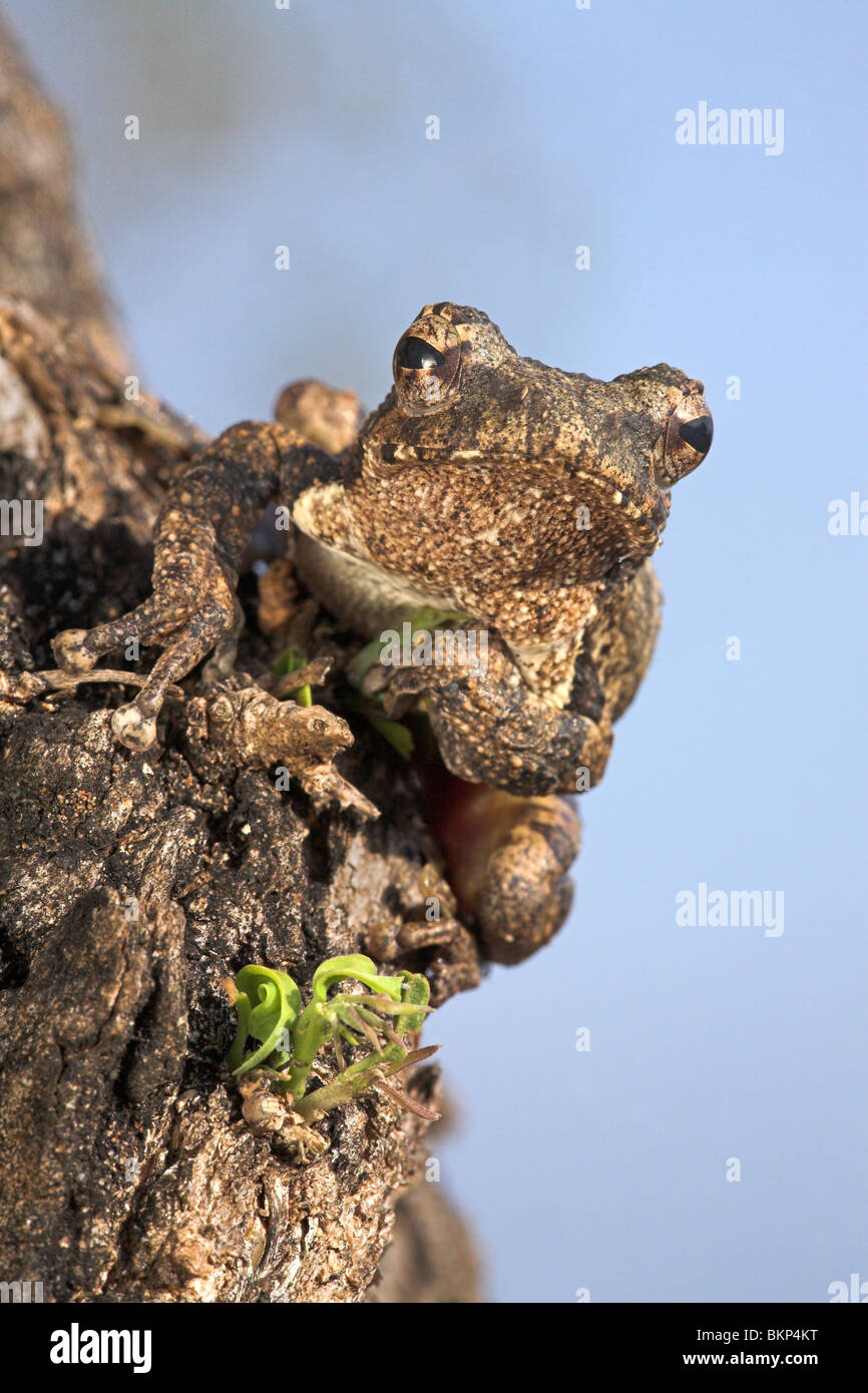 Schaum-Nest-Frosch (Chiromantis Xerampelina) sitzt in einem Baum vor blauem Himmel Stockfoto