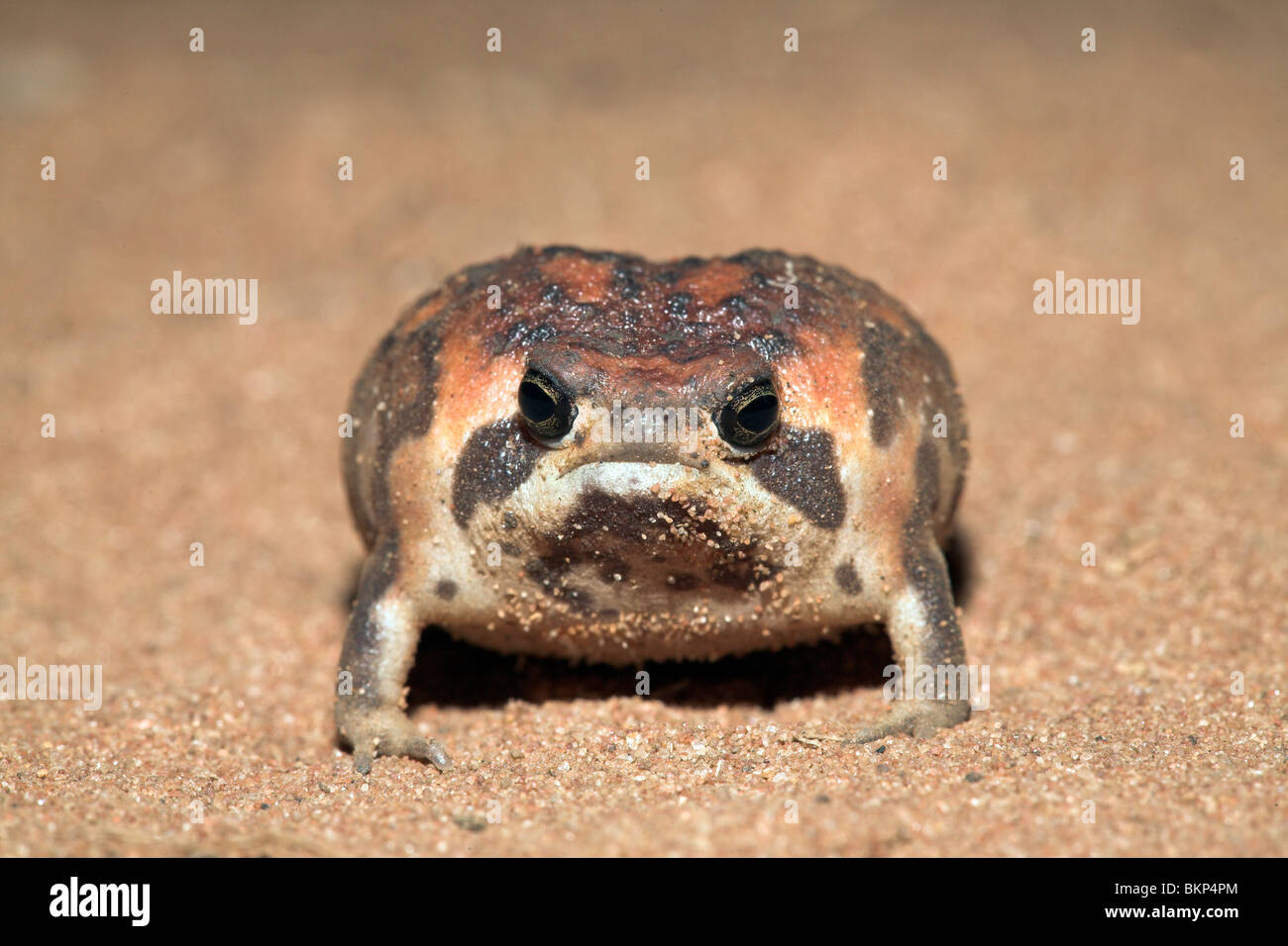 Foto von einem Bushveld-Rainfrog auf Sand (in der Nacht genommen) Stockfoto