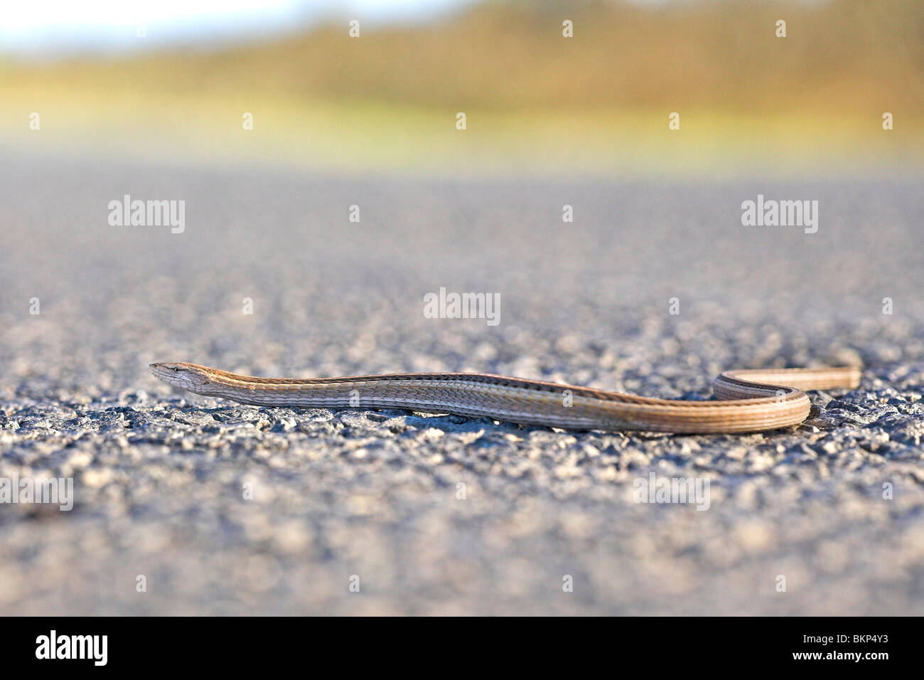 Foto eines großen skaliert Grass Lizard überqueren der geteerten Straße Stockfoto