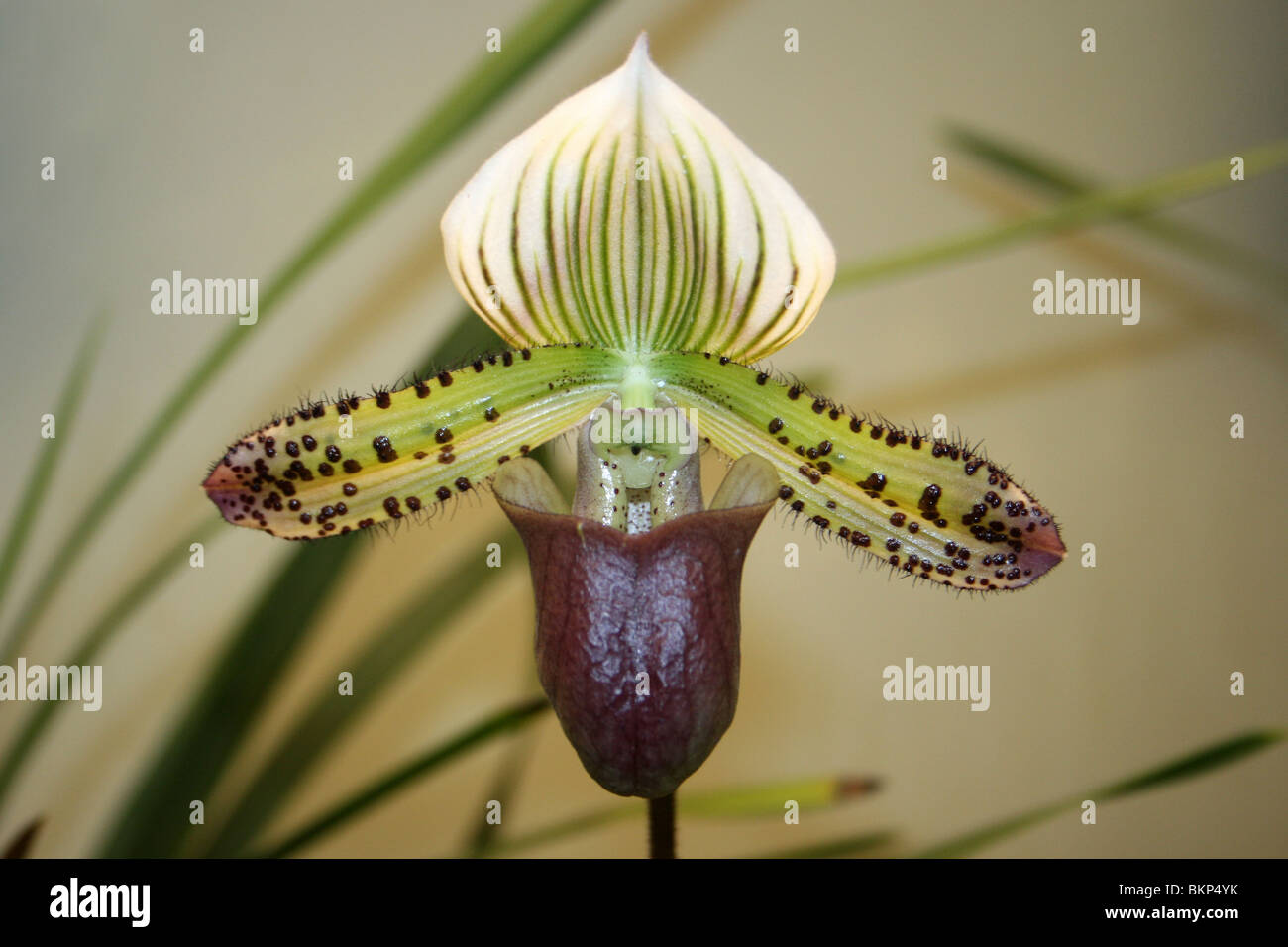 Frauenschuh Orchidee Paphiopedilum Arten Stockfoto
