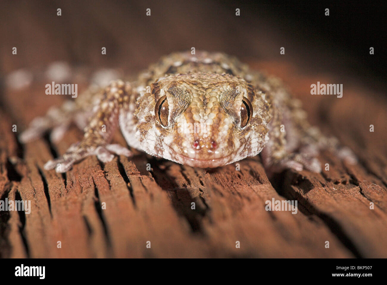 Frontale Porträt des tubercled bibron Gecko auf einem roten Bar aus Holz Stockfoto