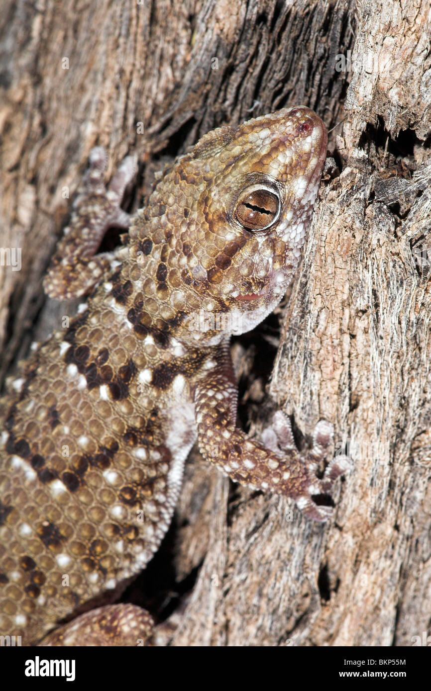 Porträt von einem Wel getarnt Bibron tubercled Gecko auf einem grauen Baum Stockfoto